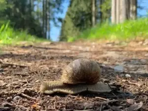 Slak vertragen in het bos