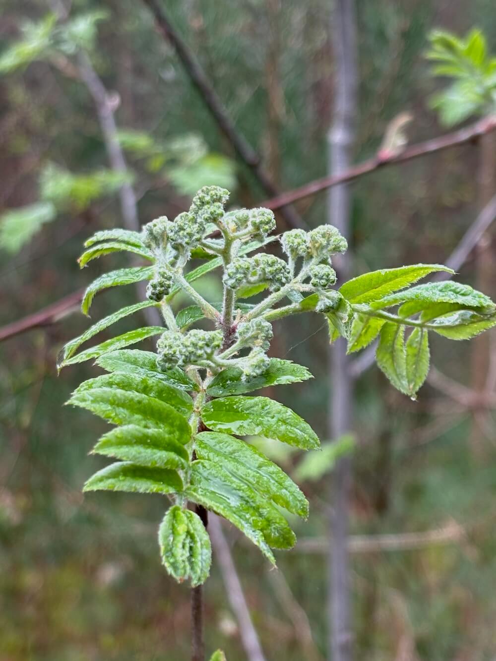 Natuurcoaching bladeren in het bos