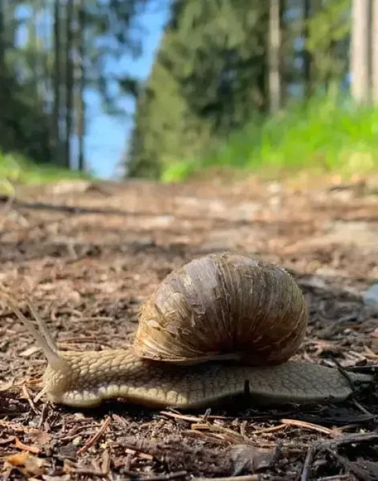 Slak vertragen in het bos